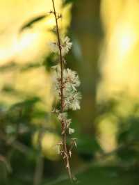 踏春賞花攻略
