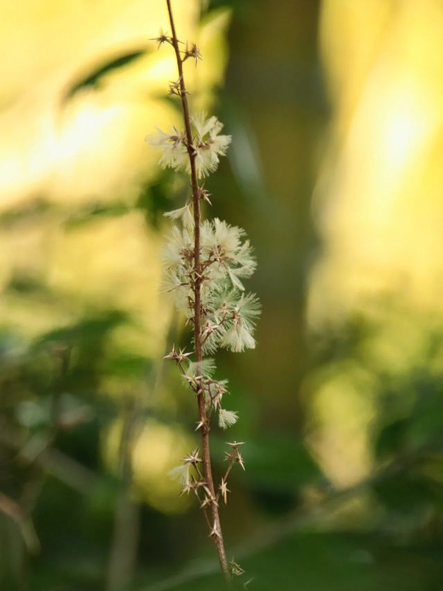 踏春賞花攻略