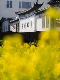 洱海春光映碧天，菜花如海涌金田