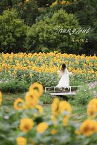 🌻The sunflower's final blooming period❗️Miss it and wait a year❗️
