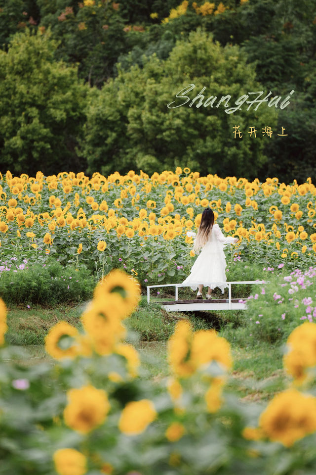 🌻The sunflower's final blooming period❗️Miss it and wait a year❗️