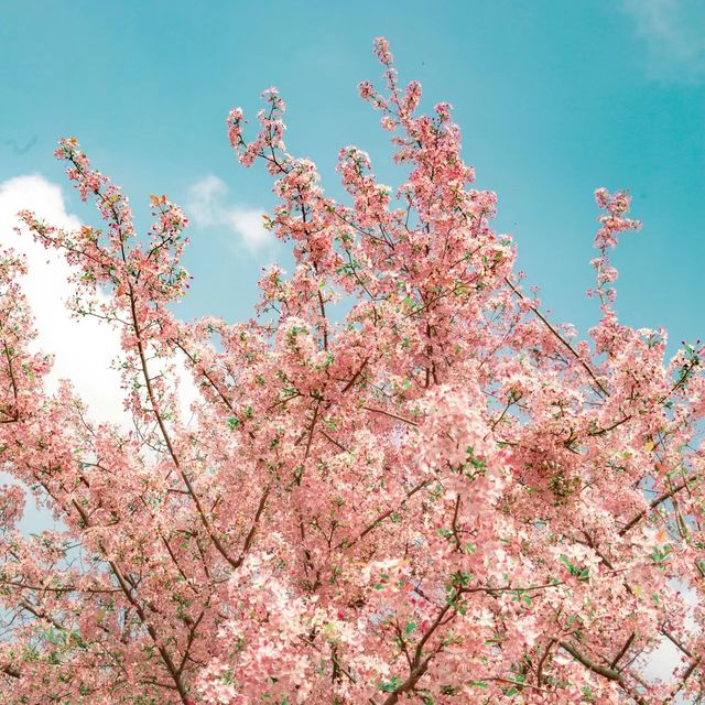 成都植物園|粉色垂絲海盛開