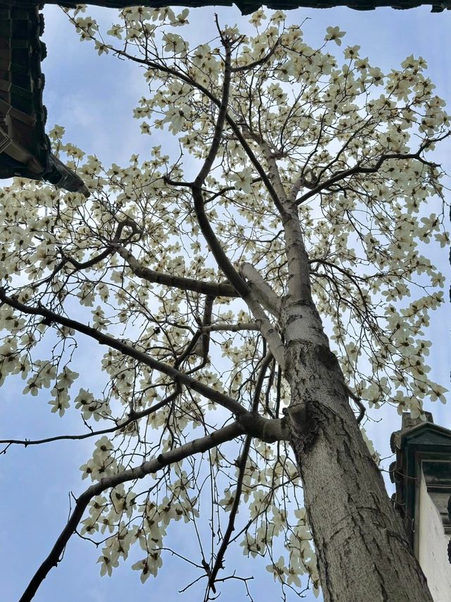 春訪蘇園，邂逅玉蘭花
