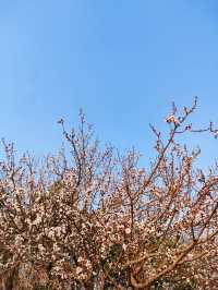 Flower Blooms at Olympic Park