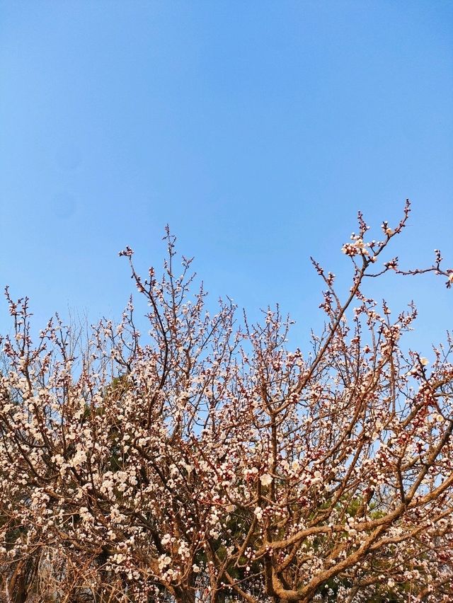 Flower Blooms at Olympic Park