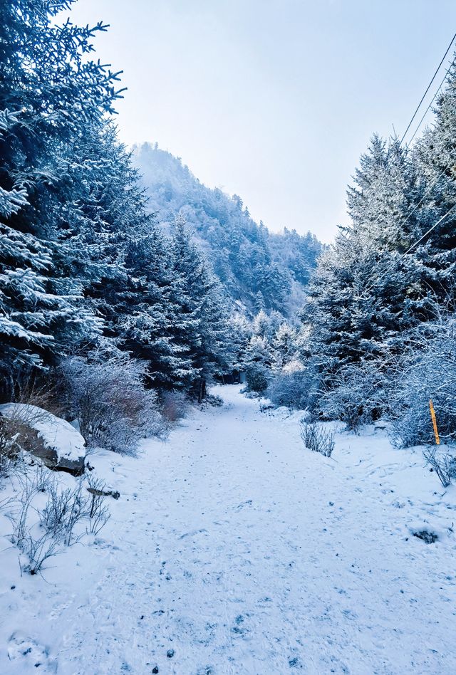 川西厄爾納溝‖南方小土豆的冰雪童話世界