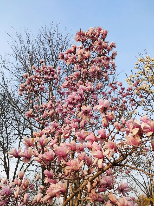 Shichahai; Sunset and Flowers Bloom