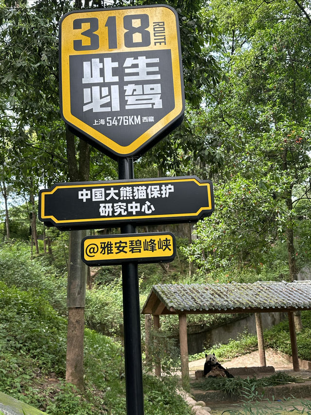 雅安碧峰峽風景區二日遊