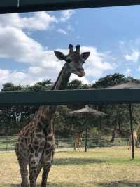 沈陽|森林動物園週末一定要來哦