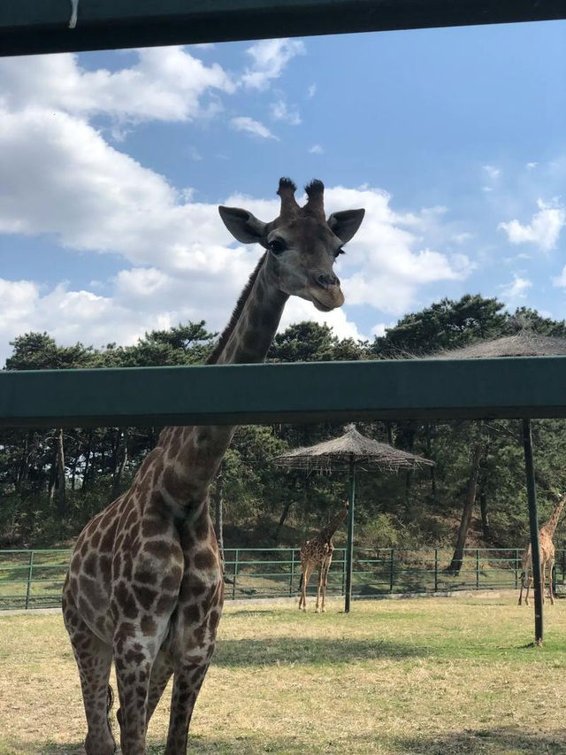 沈陽|森林動物園週末一定要來哦