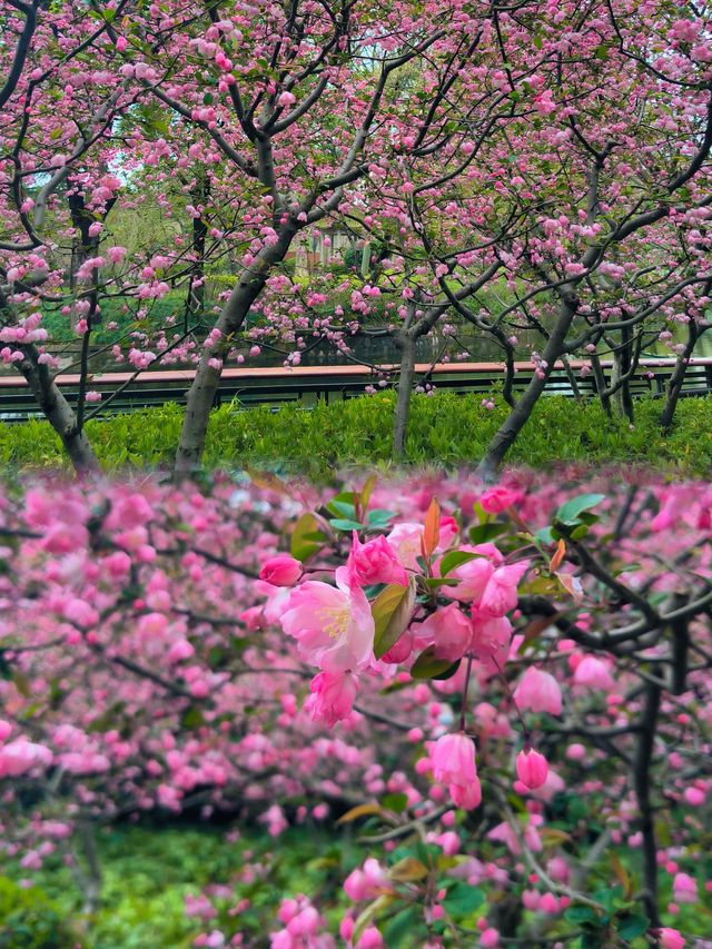 春日賞花好去處閘北公園