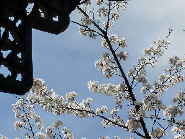 錯過煙花三月的大明寺，後悔一年！