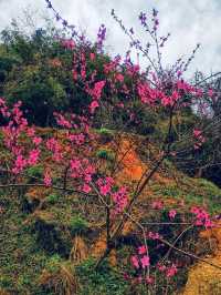 寧鄉｜你玩得可真花啊！東鹜山桃花谷自駕賞花指南