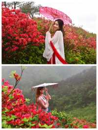 武漢黃陂雲霧山，嶺上開遍映山紅，萬畝花海堪稱華中一絕