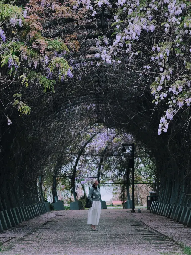 Don't miss this purple wisteria tunnel when the wisteria blooms