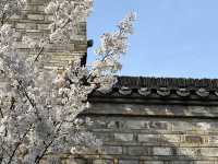 芜湖古城被櫻花環繞
