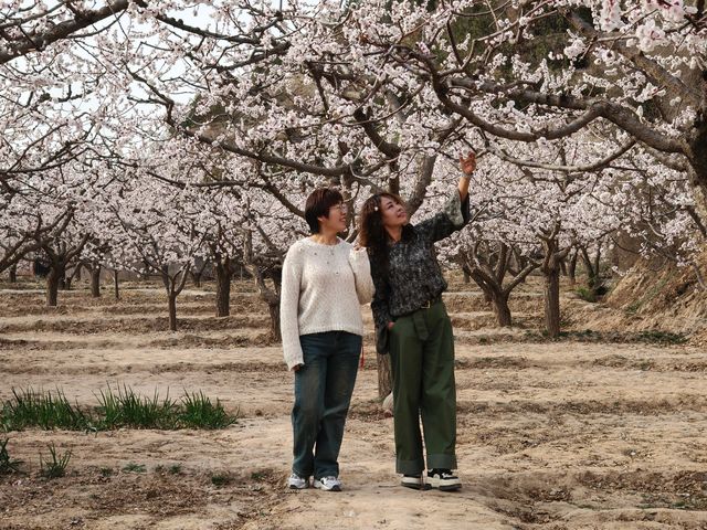 春季3-4月去蘭州周邊賞花