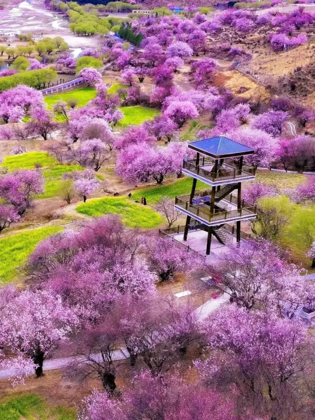 林芝桃花祭り～雪山の下での桃花の盛宴に参加しましょう