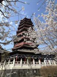 北京雁栖酒店（雁栖島）春之旅攻略