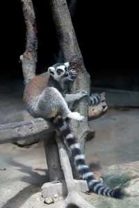 遊玩曼谷野生動物園