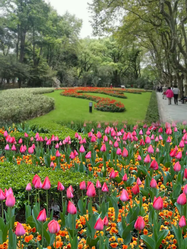 The garden is full of tulips, which are incredibly pleasing to the eye