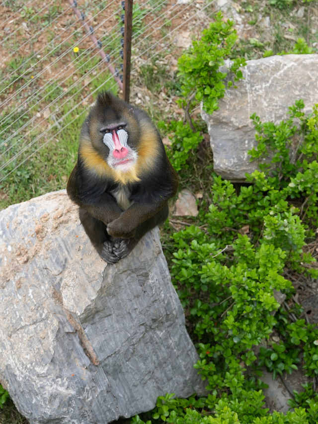 濟南遛娃｜濟南野生動物世界馬戲嘉年華來啦！