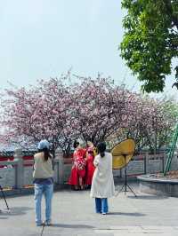 春日賞花記：鴻思寺公園