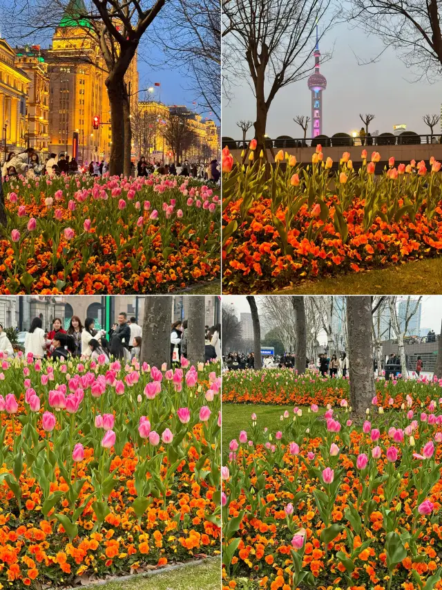 Shanghai City Walk | A Complete Guide to a One-Day Flower Viewing Tour in March