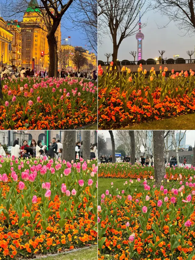 上海City Walk｜三月賞花一日遊攻略大全