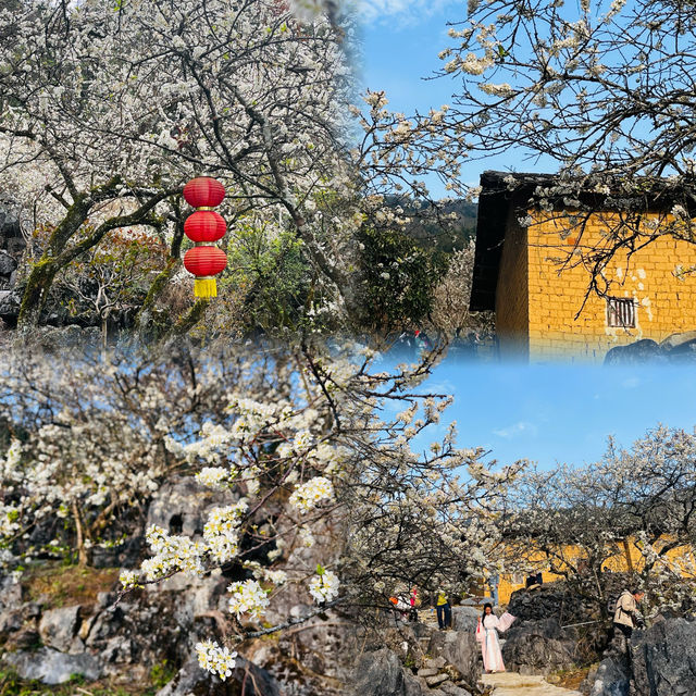 廣東這個宛如雪鄉的千畝梨花谷，花正盛開中  陽山水浪花谷