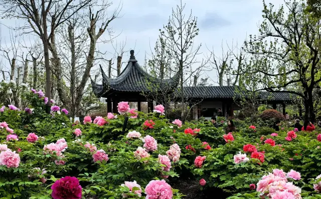 Shanghai Magic City | Peonies in the Botanical Garden True Fragrance of the Nation