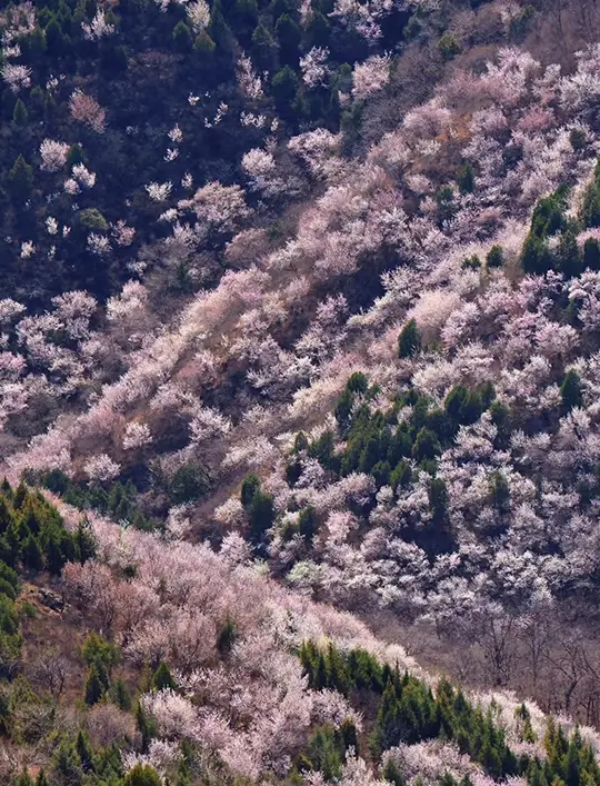 북경의 봄 풍경｜향산의 복숭아꽃이 화려하다