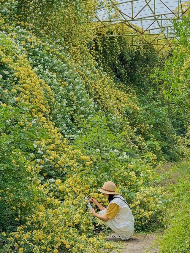 西安周邊！這裡仿若愛麗絲的秘境花園
