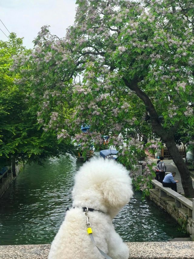 周莊，穿越千年的浪漫水鄉