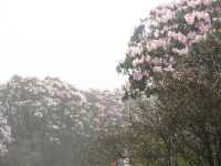 總要去陽明山看一次杜鹃花吧