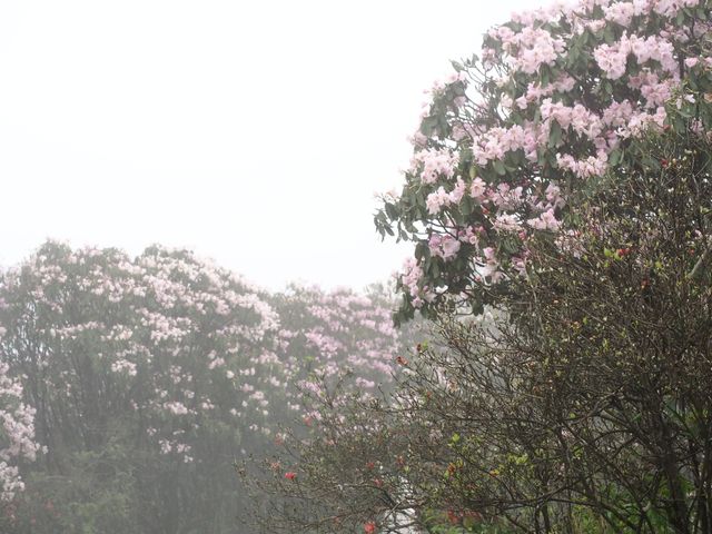總要去陽明山看一次杜鹃花吧