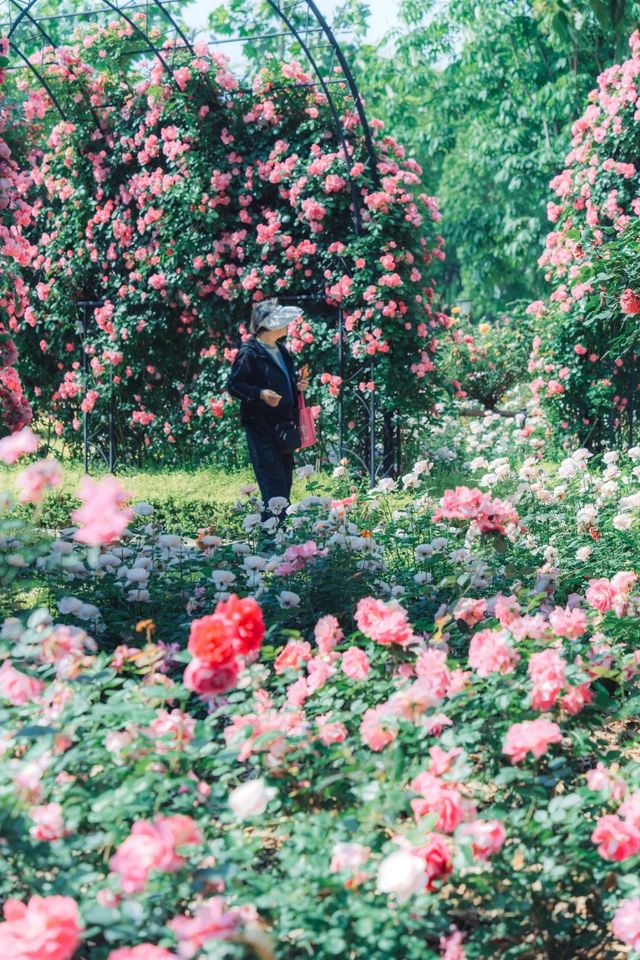原以為復興公園的薔薇月季已經夠美了，直到我去了…