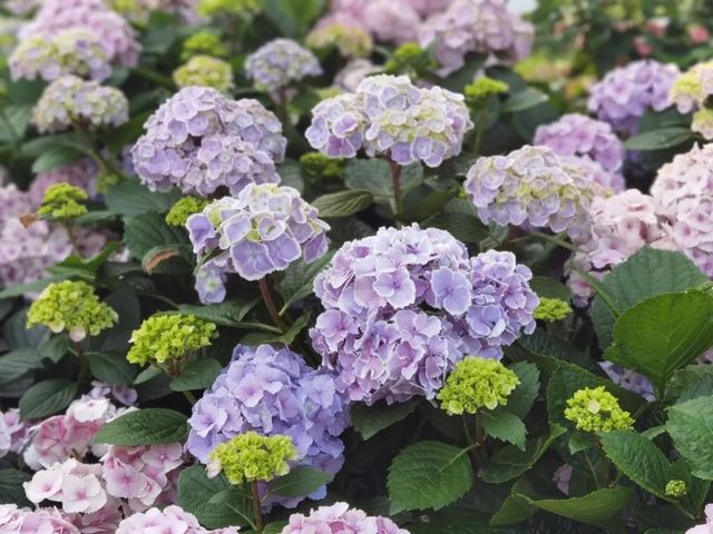 燦爛五月，嘉北郊野公園美如油畫