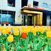 首爾Hotel Skypark Kingstown Dongdaemun酒店：位置優勢，美食盛宴