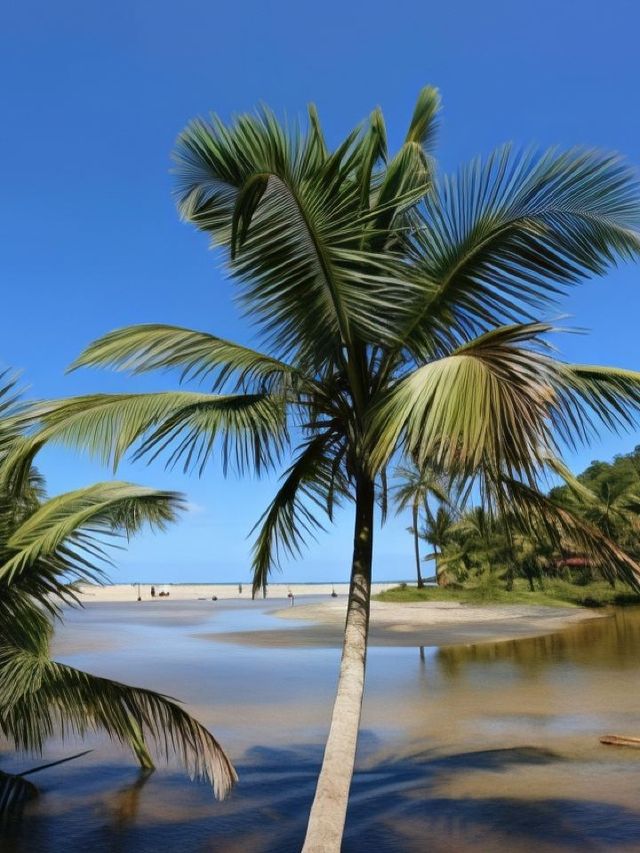 🌴✨ Bahia Bliss: Discover Itacare's Hidden Gem 🏖️🍹