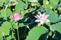 蓮花縣菏花博覽園