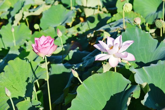 蓮花縣菏花博覽園