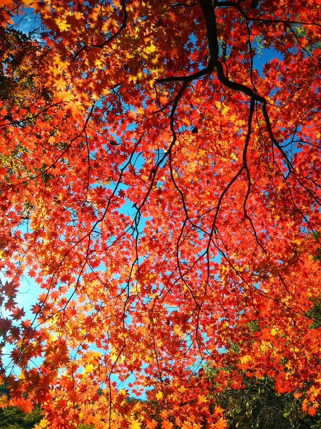 遼寧賞楓季，本溪關門山景區。