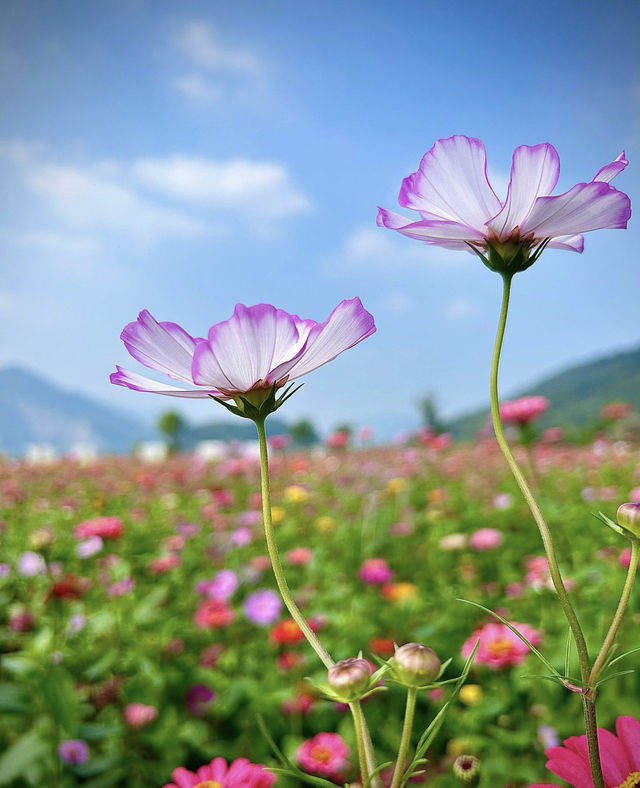 花海賞秋！杭州秋天的別樣浪漫~。