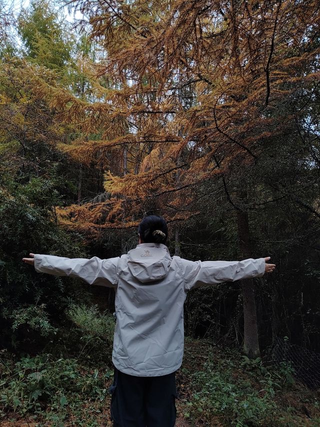 千人奔赴～臥龍川北營參加徒步登山節。