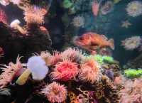 新英格蘭水族館：與海洋奇緣的邂逅之旅。