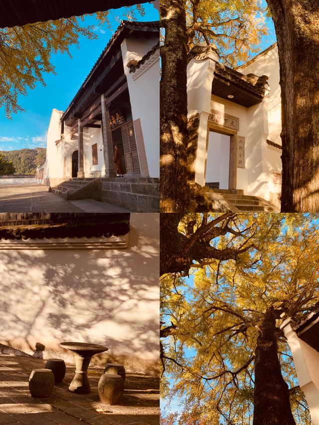 南嶽福嚴寺的銀杏樹又黃了。 南嶽福嚴寺的銀杏樹又黃了。