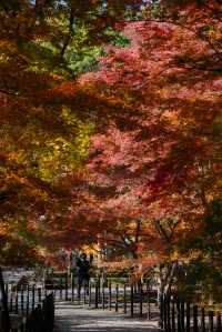 京都｜人少而至美，長岡京光明寺。