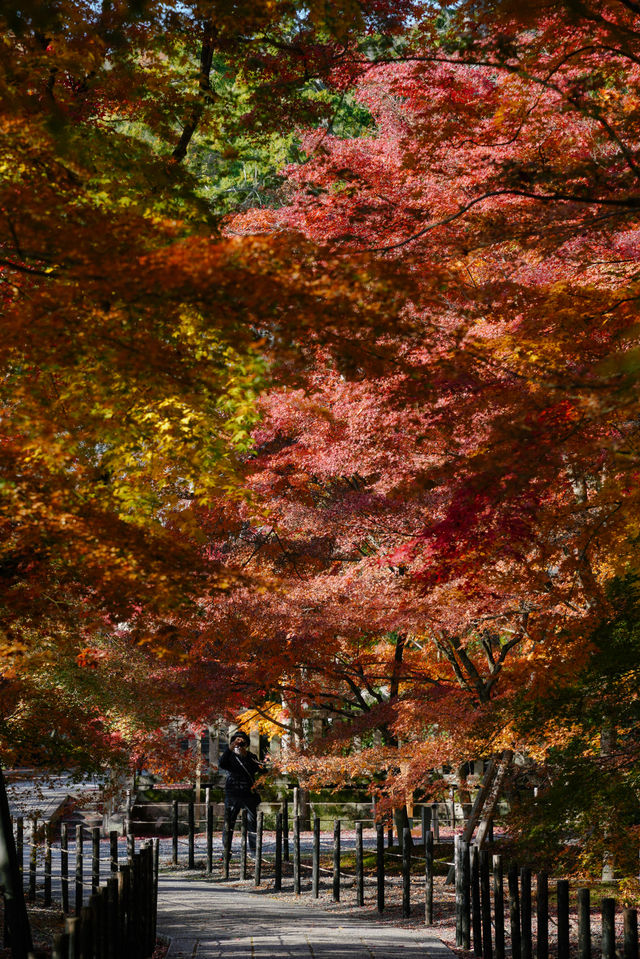 京都｜人少而至美，長岡京光明寺。