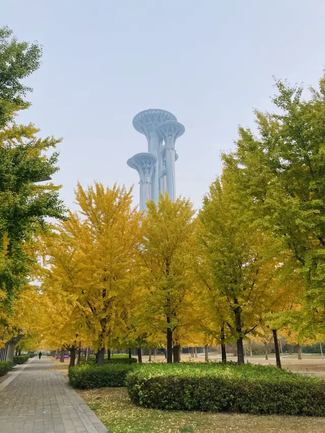 北京遊之奧林匹克塔與銀杏。